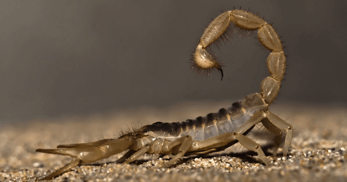 Las Vegas Visitor Eyes Lawsuit After Scorpion Sting in Hotel Room